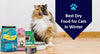 5 Best Dry Food for Cats In Winter