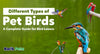 Different Types of Pet Birds: A Complete Guide for Bird Lovers