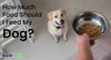 How Much Food Should I Feed My Dog? Comprehensive Guide with Tips & Charts