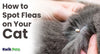 How to Know If Your Cat Has Fleas: Top Signs and Symptoms