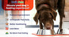 Top 5 Elevated Dog Food Bowls for Better Digestion and Comfort