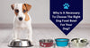 Why Is It Necessary To Choose The Right Dog Food Bowl For Your Dog?