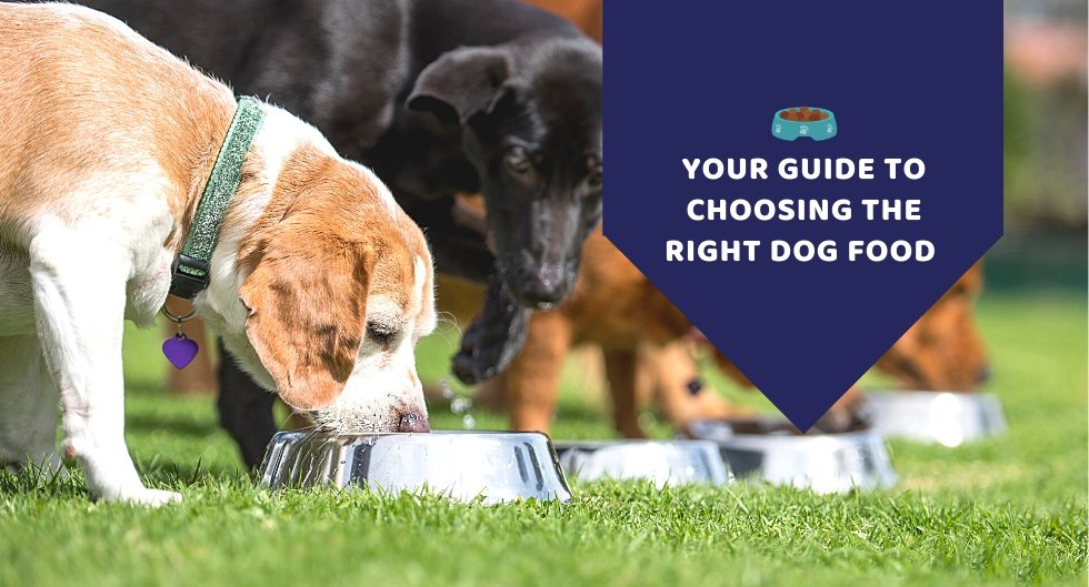 Your Guide to Choosing the Right Dog Food - Kwik Pets