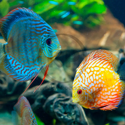 Hikari USA Discus Bio-Gold Sinking Pellets Fish Food 2.82-oz