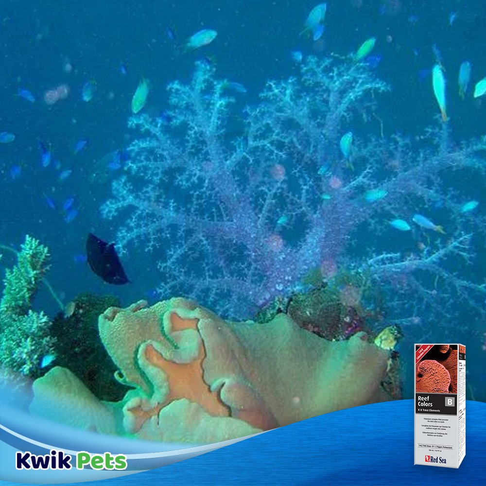 Red Sea RCP Reef Colors B Supplement