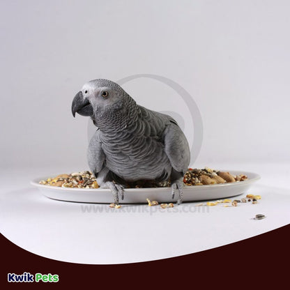 Volkman Seed Company Featherglow Parakeet Treat, 4 lb