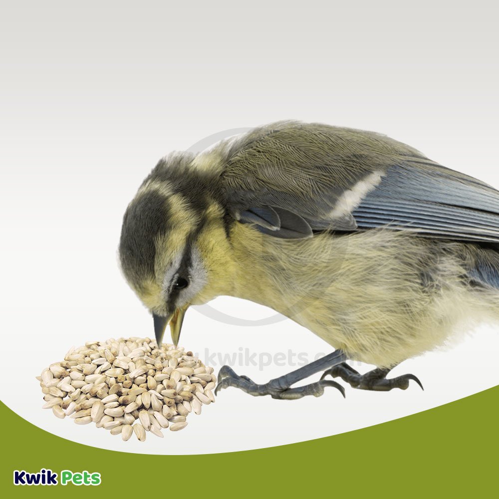Volkman Seed Company Premium Single Seed Safflower Bird Food, 4-lb, Volkman