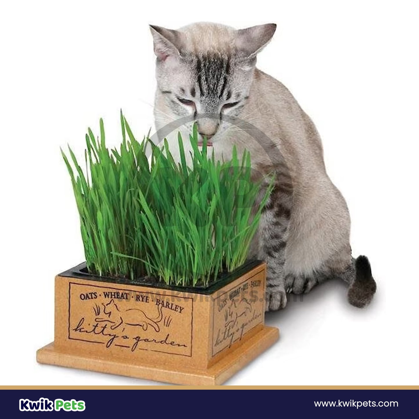 Pioneer Pet SmartCat Kitty's Natural Seeds Garden Cat's Edible Grass