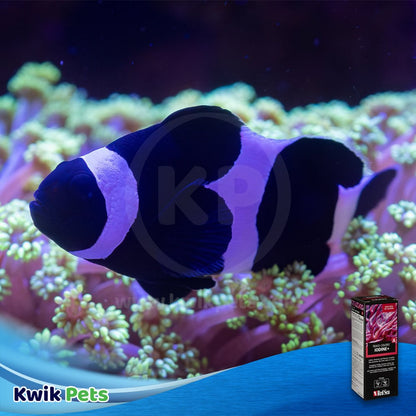 Red Sea RCP Reef Colors A Supplement
